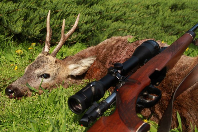 őzbak vadászat, Cigánd